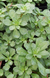 Click here to view product