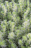 Click here to view product
