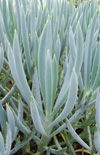 Click here to view product