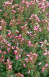 Click here to view product