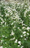 Click here to view product