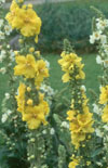 Click here to view product