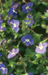 Click here to view product