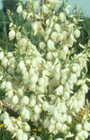 Click here to view product